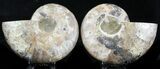 Polished Ammonite Pair - Crystal Pockets #32473-1